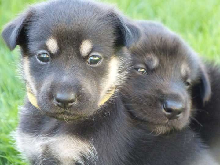 chinook dog